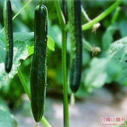 吃瓜公司的日常,揭秘日常生活中的趣味八卦 第2张 吃瓜公司的日常,揭秘日常生活中的趣味八卦 第2张